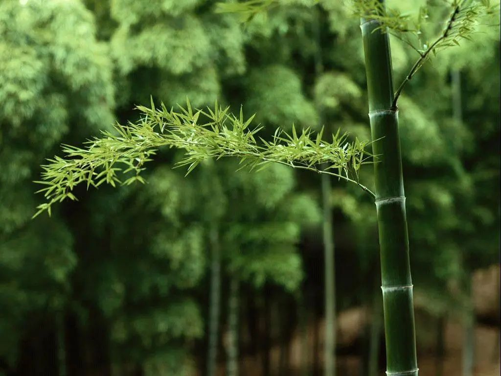 「和の静寂を感じる竹林」写真と画像が全て無料のフリー素材 00049 - BEIZ images
